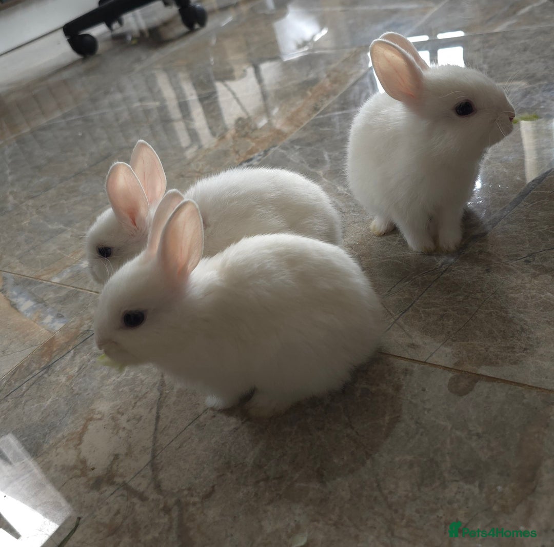 Netherland Dwarf rabbits for sale: Three White Netherland Dwarf Baby Rabbits - Image 7