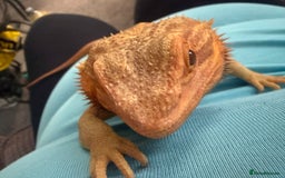 Bearded Dragon reptiles for sale: Male dragon - Image 4