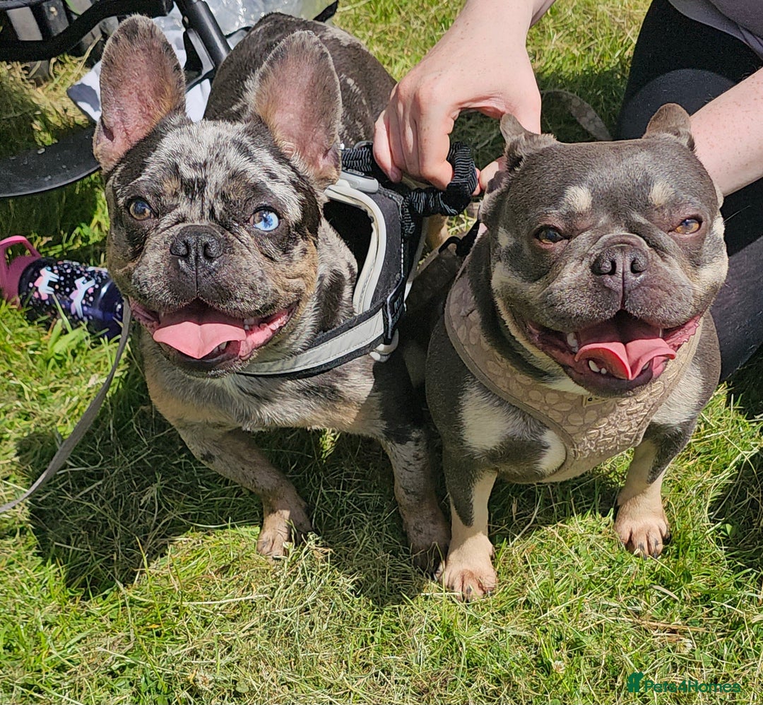 French Bulldog dogs for sale: French bulldog puppies  - Advert 11