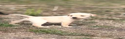 Labrador Retriever dogs for sale: 7 gorgeous kc Labrador puppies - Advert 19