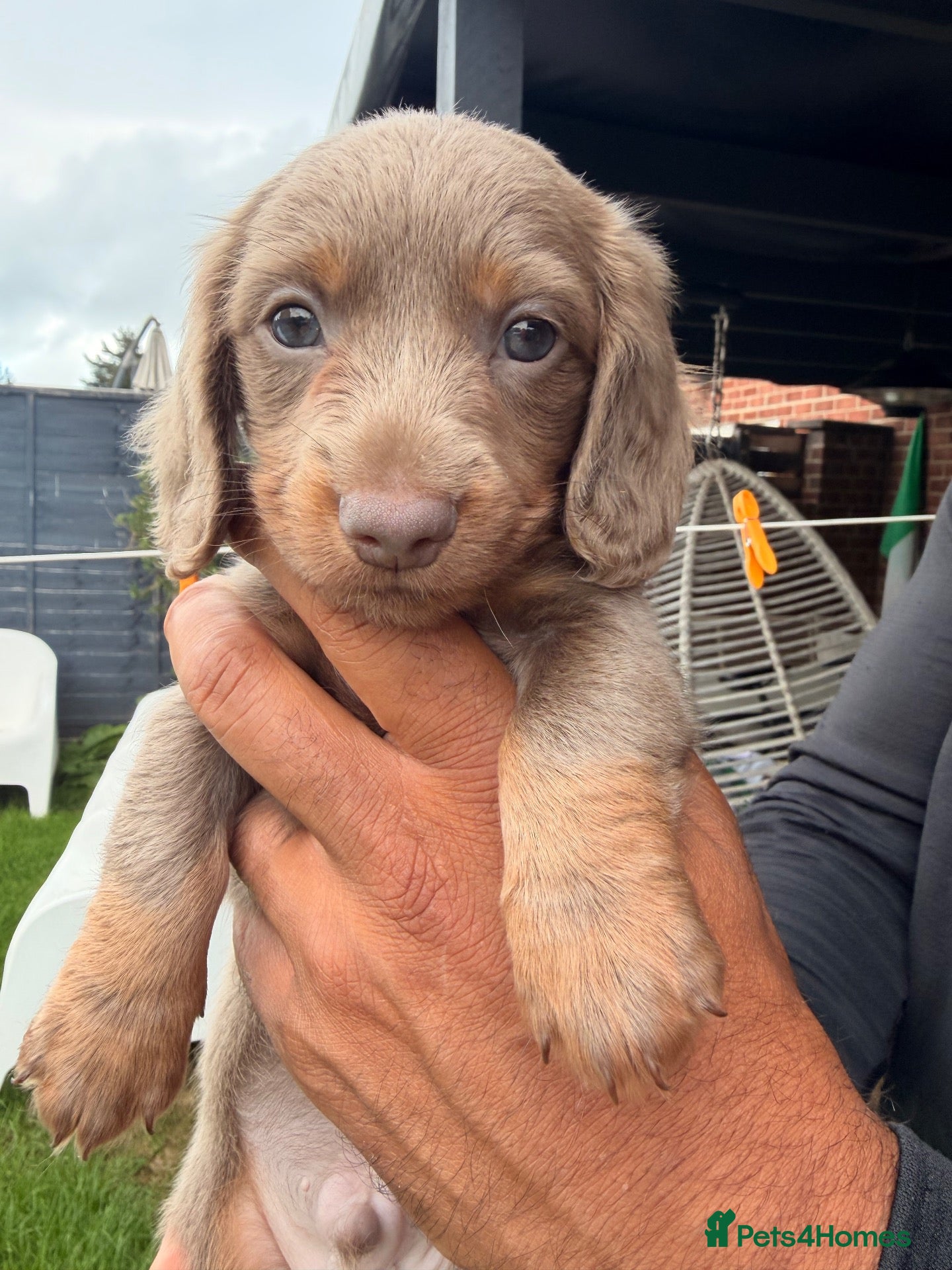 Miniature Dachshund dogs Adorable long haired miniature dachshund  - Advert 2