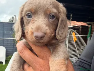 Miniature Dachshund dogs Adorable long haired miniature dachshund - Advert 2