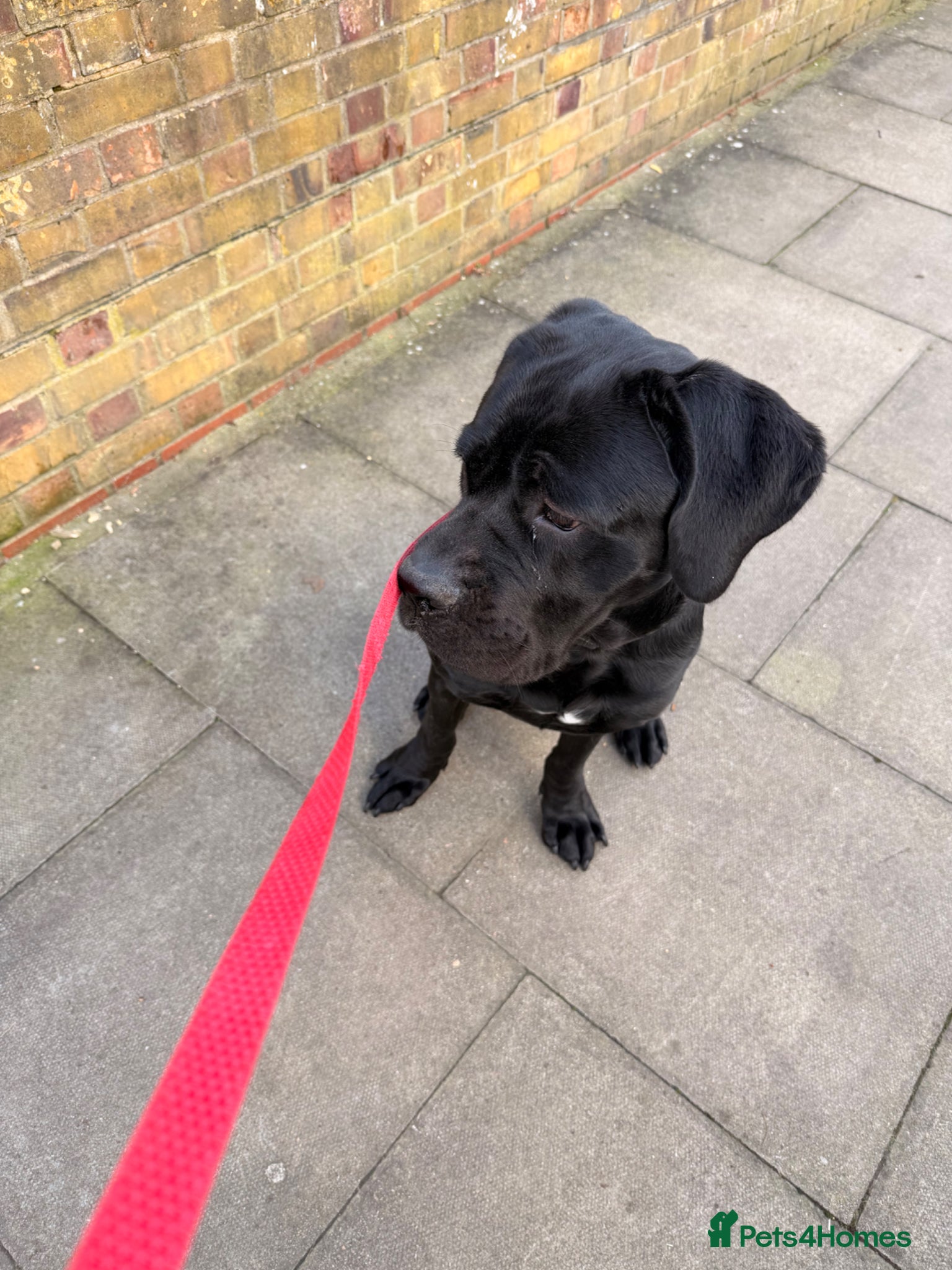 Cane Corso dogs One year old cane corso - Advert 1