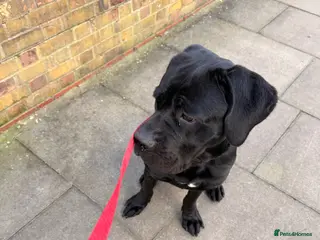 Cane Corso dogs One year old cane corso - Advert 7