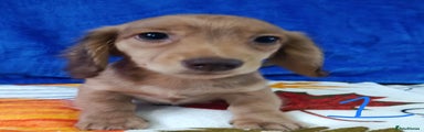 Miniature Dachshund Puppy 1
