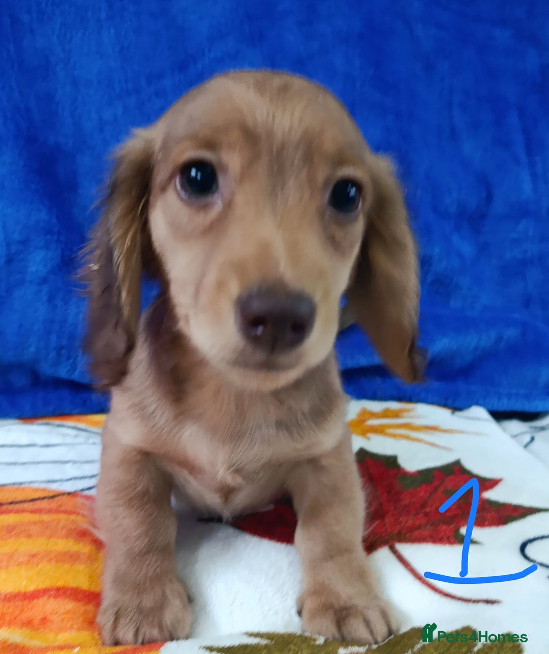 Miniature Dachshund dogs for sale: SHADED LH CREAM SUPER MINI DAXIS KC REG PRA CLR - Advert 9