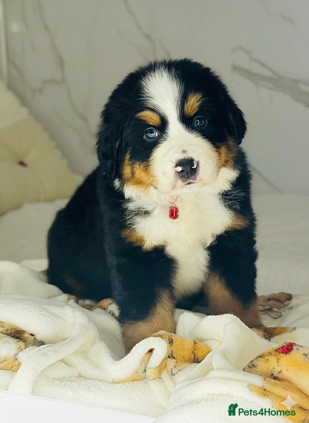 Bernese Mountain Dog dogs for sale: Bernese mountain puppies  - Advert 14