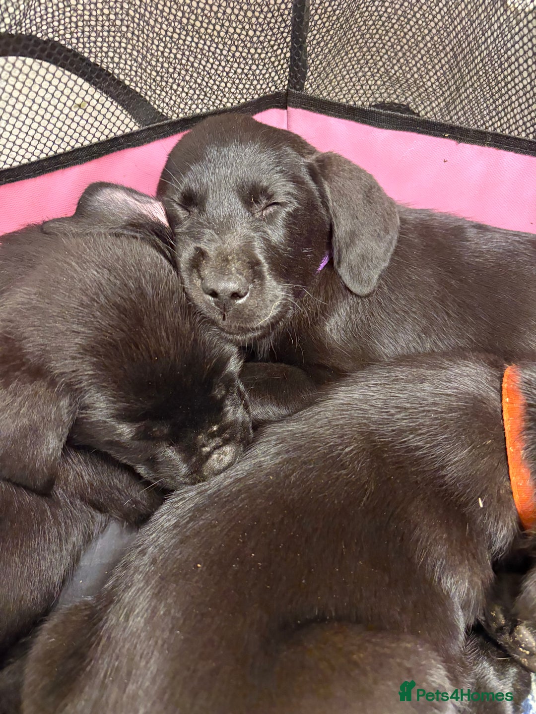 Labrador Retriever dogs for sale: ⭐️READY TO GO NOW⭐️KC Reg Labrador Puppies  - Image 31