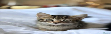 Tabby kitten  2