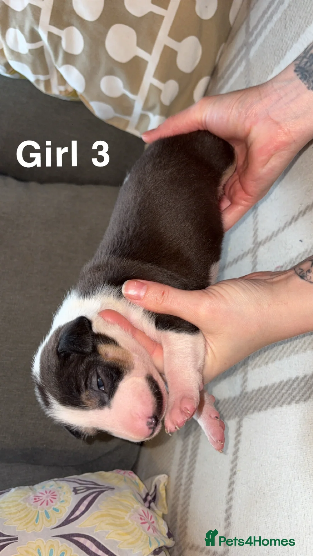 English Bull Terrier dogs for sale: KC registered English Bull Terrier Puppies - Advert 5