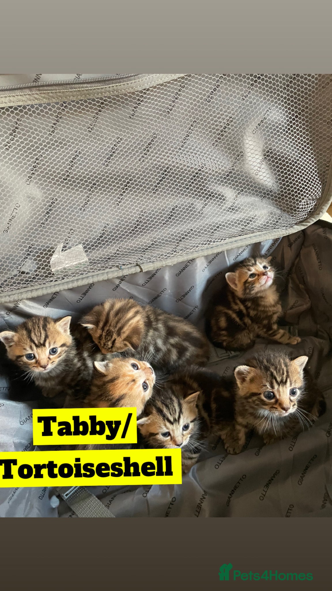 Mixed Breed cats Tabby/Tortoiseshell & Tabby/Cross Ragdoll Kittens - Advert 1