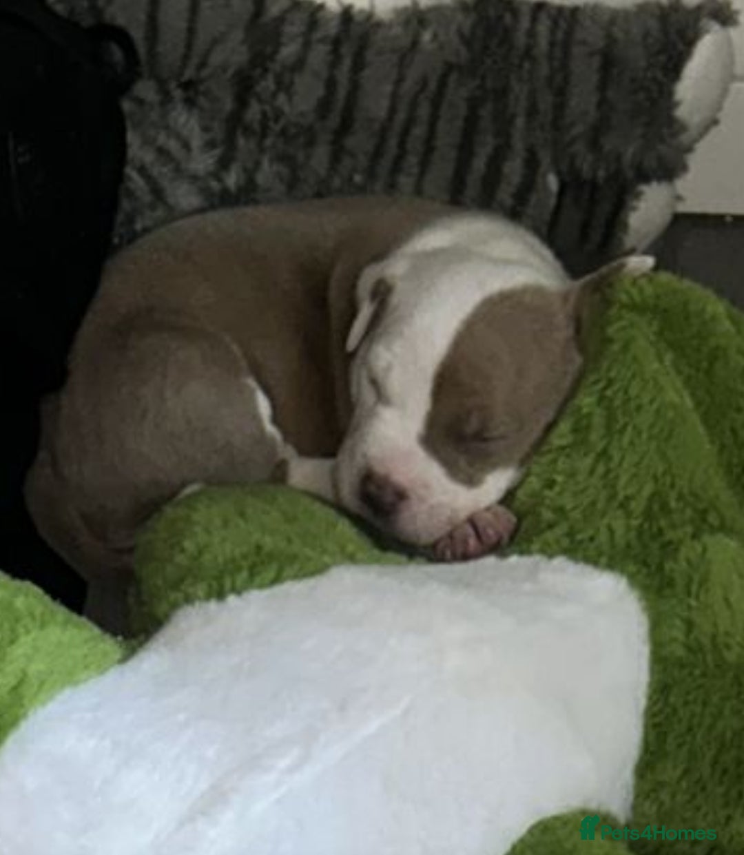 Mixed Breed dogs for sale: 2 beautiful pups (only the boy left) - Image 3