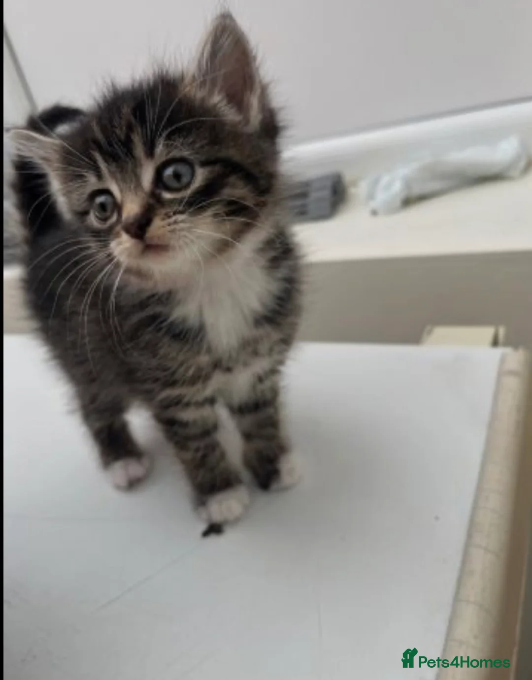British Longhair cats for sale: Kitten for sale  - Advert 2