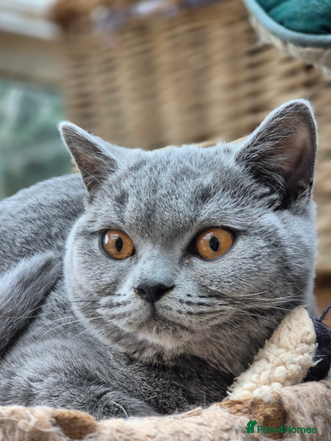 British Shorthair cats for sale: Stunning BSH kitten GCCF Reg Champion sired - Advert 26
