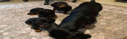 Dachshund dogs for sale: Beautiful black and tan Daschund puppies. - Advert 7