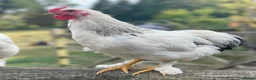 Chickens poultry for sale: Small friendly Cockerels silver lace / Pekin cross - Advert 2