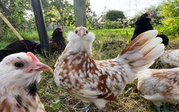 Chickens poultry for sale: Rare Breed Thuringian Chamois & Black Chickens  - Image 9