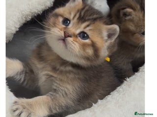 British Shorthair cats - Advert 11