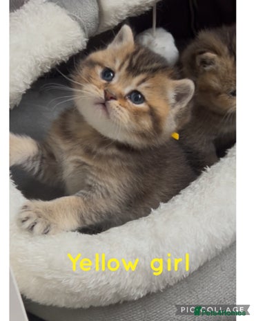 British Shorthair cats - Advert 1