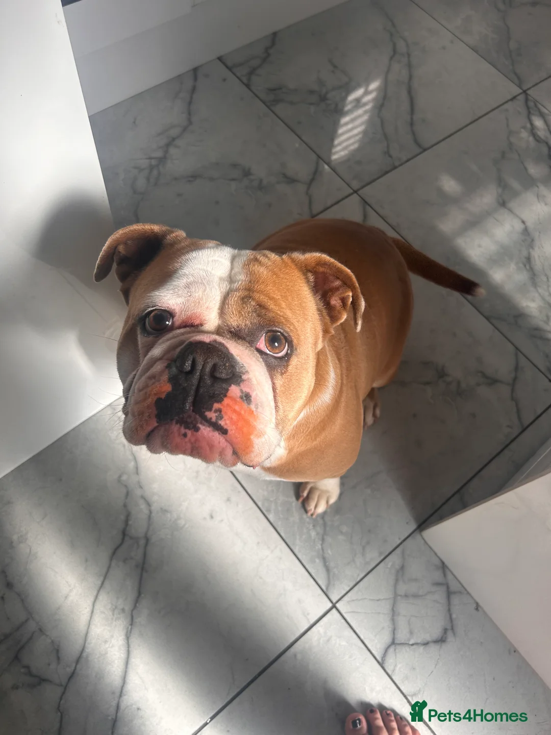 Olde English Bulldogge dogs for sale: Old English bulldog  - Advert 3
