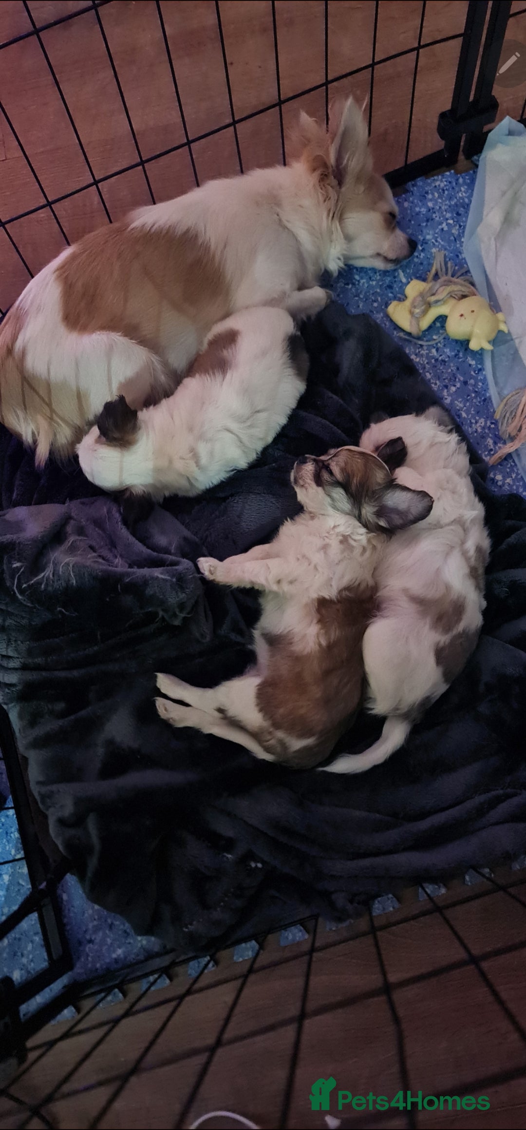 Chihuahua dogs for sale: Chihuahua for sale  - Advert 5