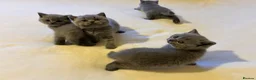British Shorthair cats for sale: 🐾 Beautiful British Shorthair Kittens 🐾 in Huddersfield - Advert 15