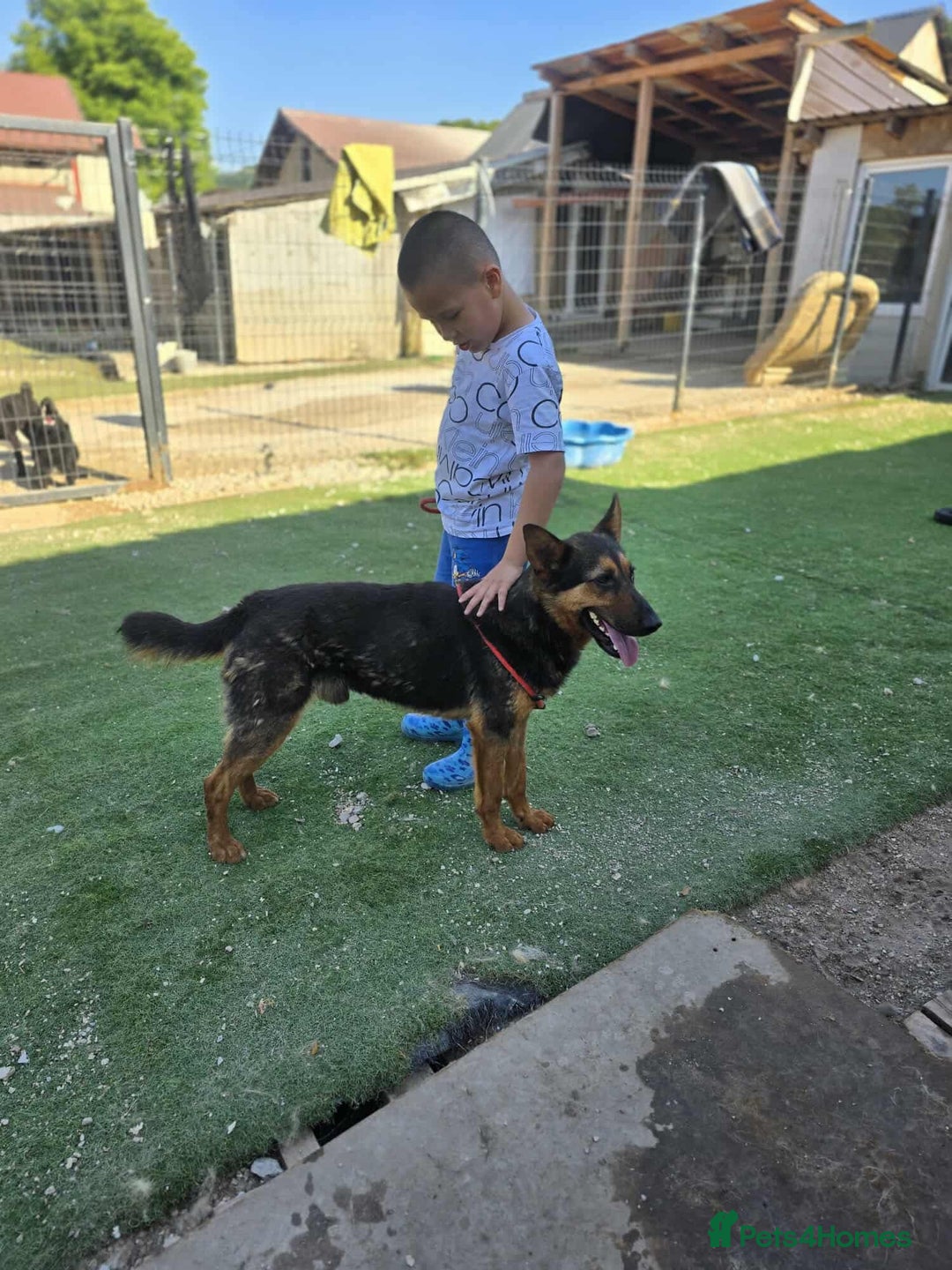 German Shepherd dogs for adoption: RICO  - Image 4