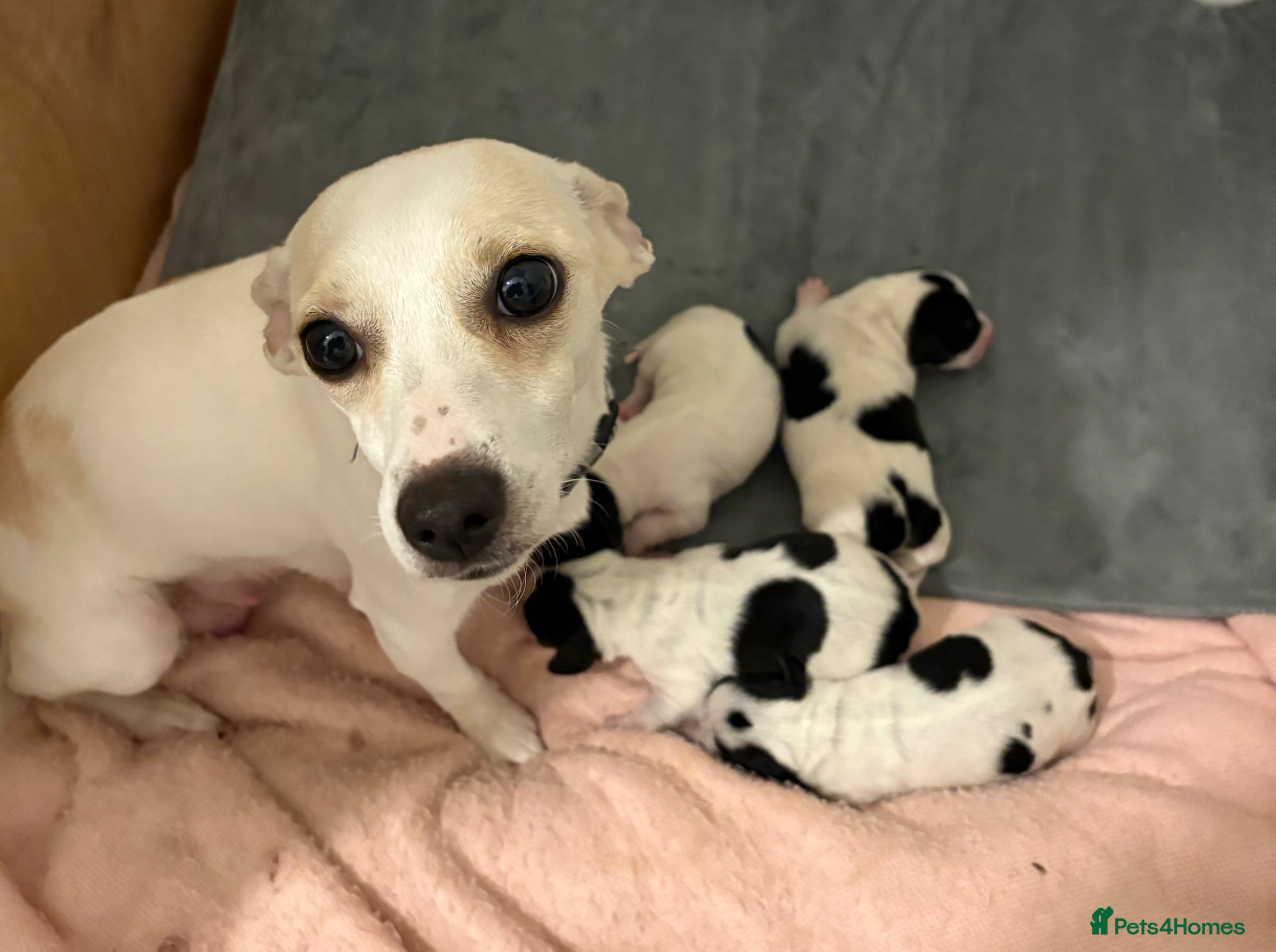Jackshund dogs for sale: 4 Beautiful Male Jackhaunds   - Advert 1
