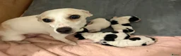 Jackshund dogs for sale: 4 Beautiful Male Jackhaunds   - Advert 1