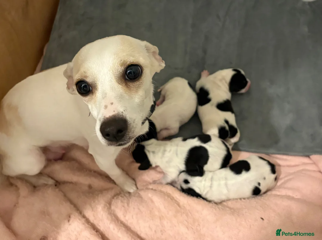 Jackshund dogs for sale: 4 Beautiful Male Jackhaunds   - Advert 1