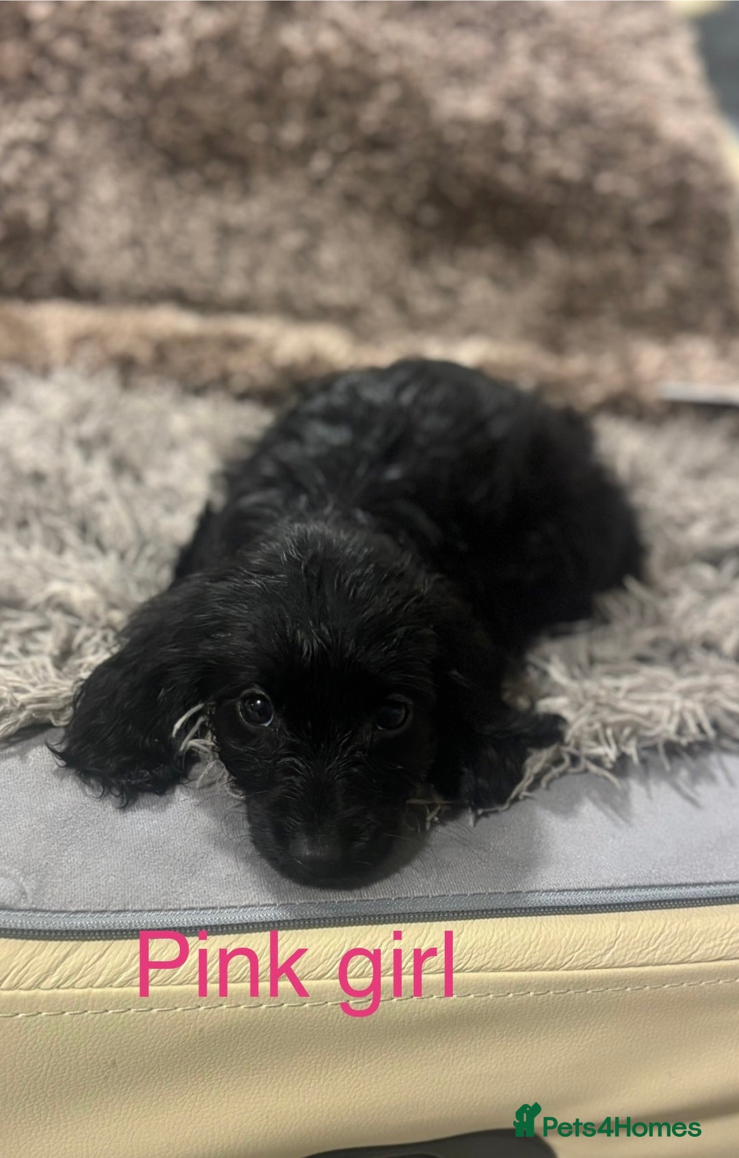 Sproodle dogs for sale: Sproodle puppies - Advert 7