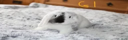 Mini Lop rabbits for sale: Stunning Mini Lop Babies - Advert 13