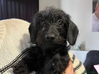 Doxiepoo dogs Doxiepoo Girl - Advert 3