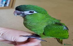 Parrots birds for sale: I have Gorgeous babys hahns macaws for sale  - Image 3