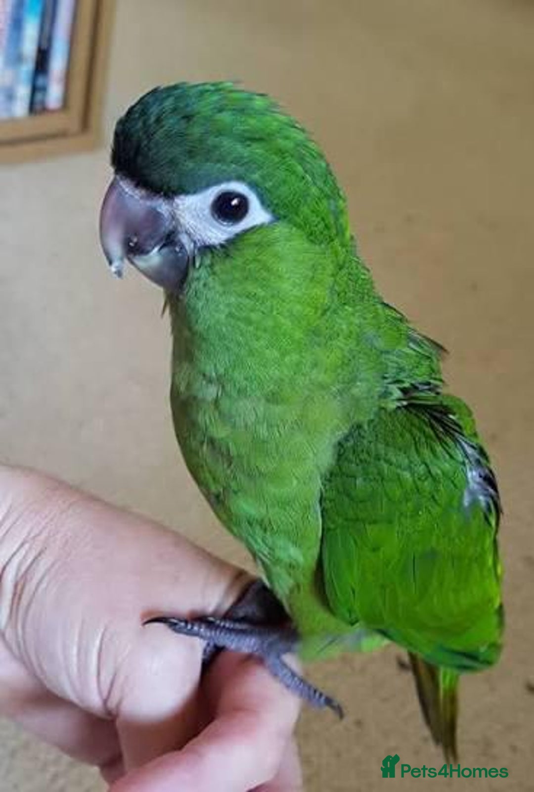 Parrots birds for sale: I have Gorgeous babys hahns macaws for sale  - Image 3