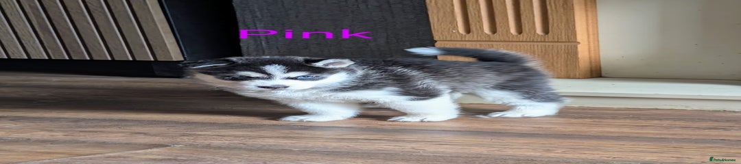 Siberian Husky Puppy 1