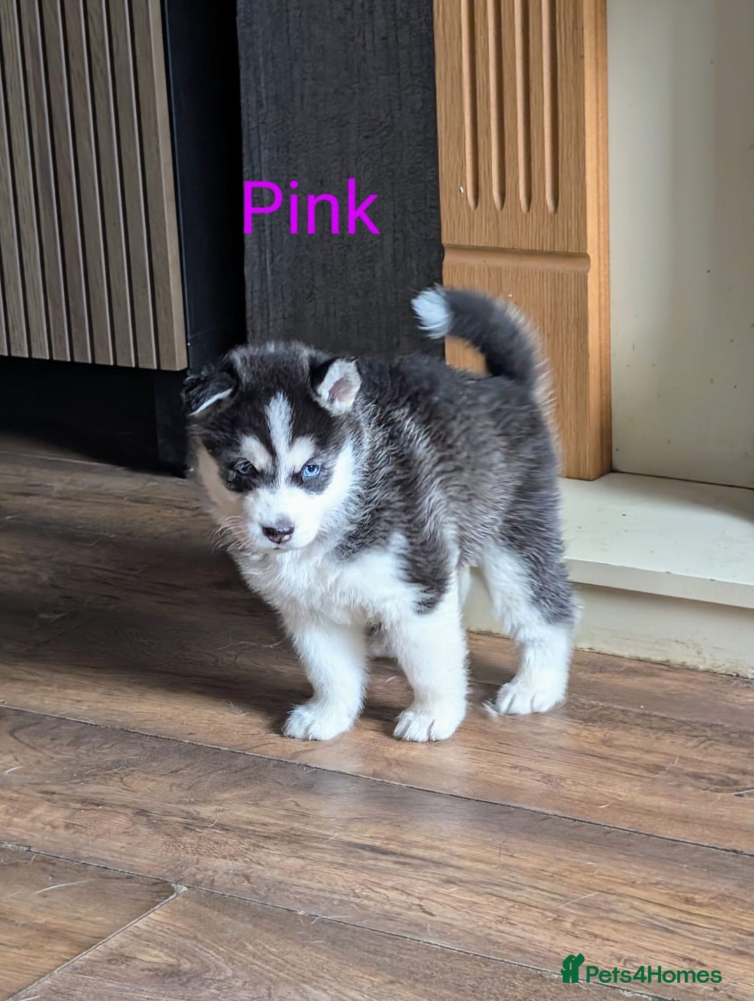 Siberian Husky dogs for sale: Beautiful Siberian husky puppies - Image 6