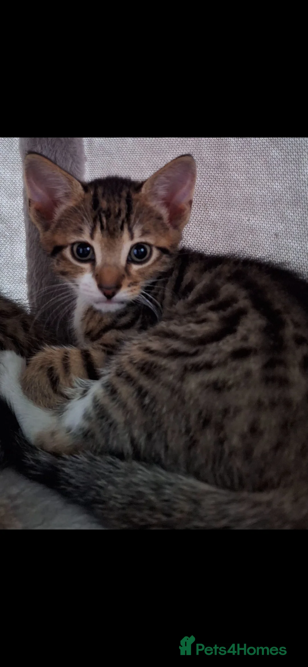 Bengal cats for sale: Bengal X in Rossendale - Advert 2