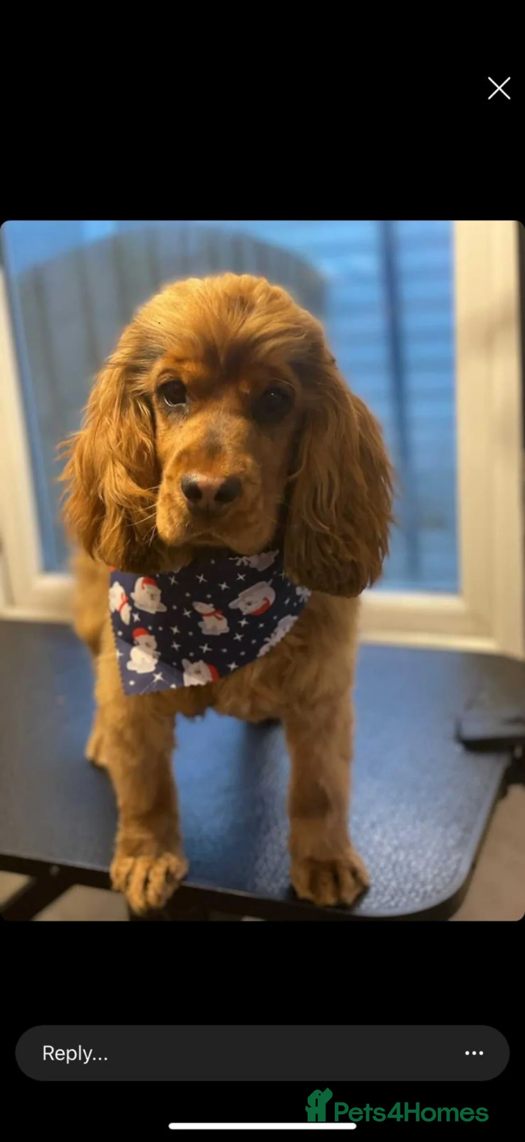 Cocker Spaniel dogs for sale: Stunning sable show cocker puppies in Kendal - Advert 24