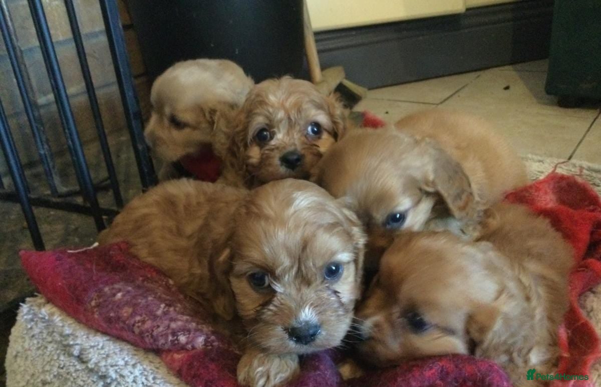Cavapoo dogs for sale: GORGEOUS CAVAPOO PUPPIES AVAILABLE NOW in High Peak - Advert 4