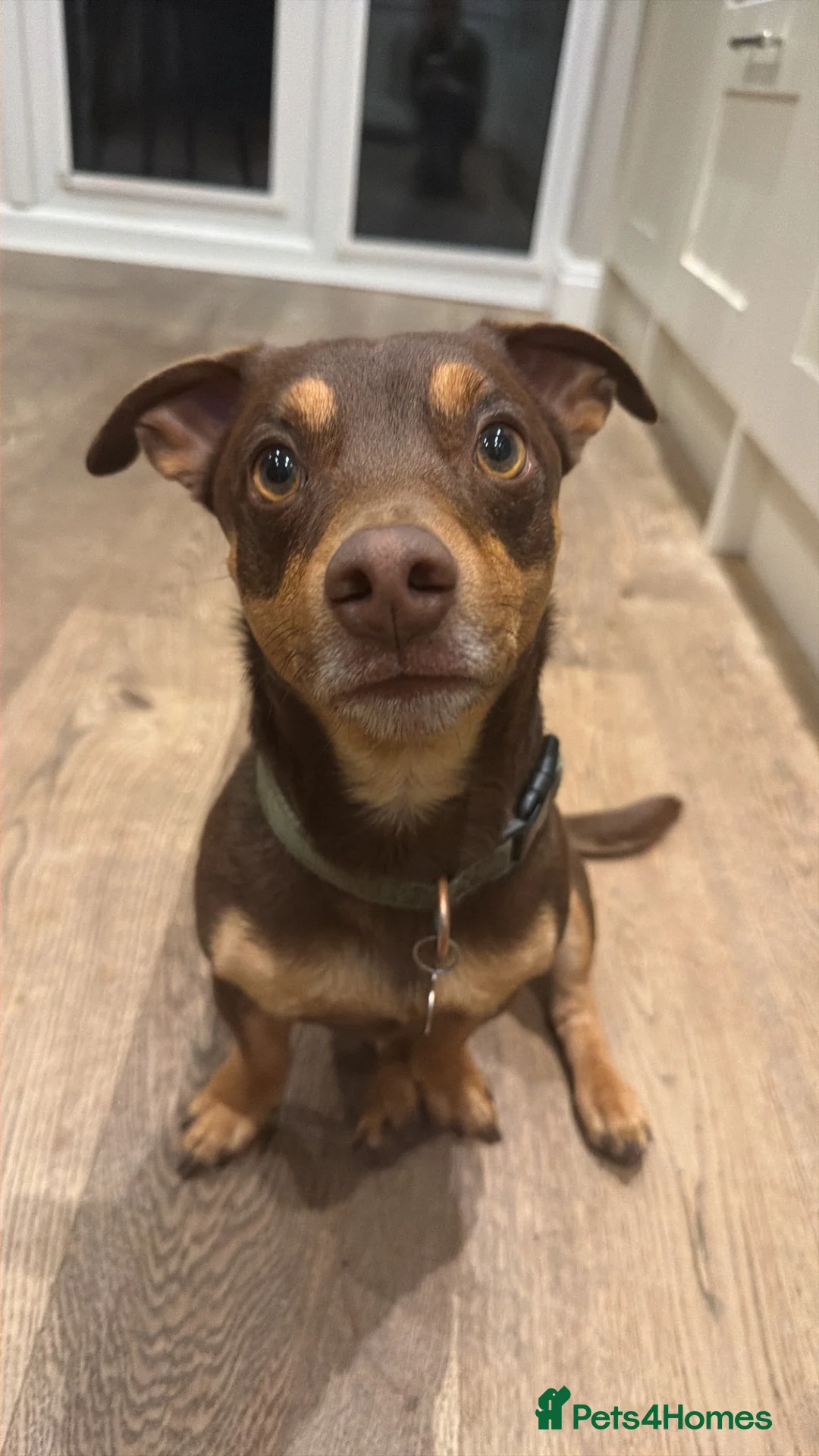 Jack Russell dogs for stud: Bruce – Handsome, Well-Tempered Stud Dog Available - Advert 2