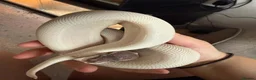 Python Snake reptiles for sale: Ghost comes with her full set up  - Advert 3