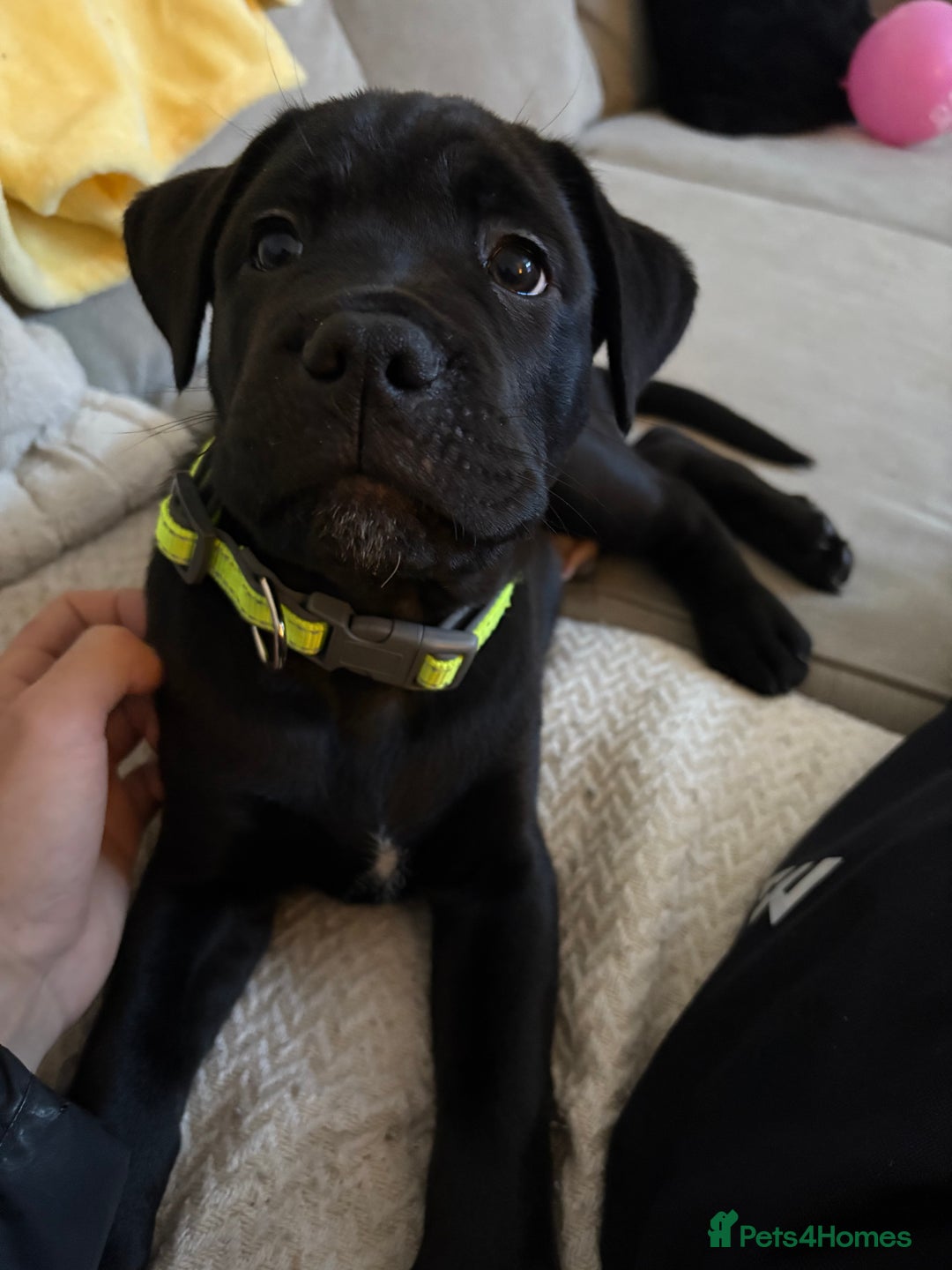 Cane Corso dogs for sale: Cane corso 12 weeks old - Advert 5