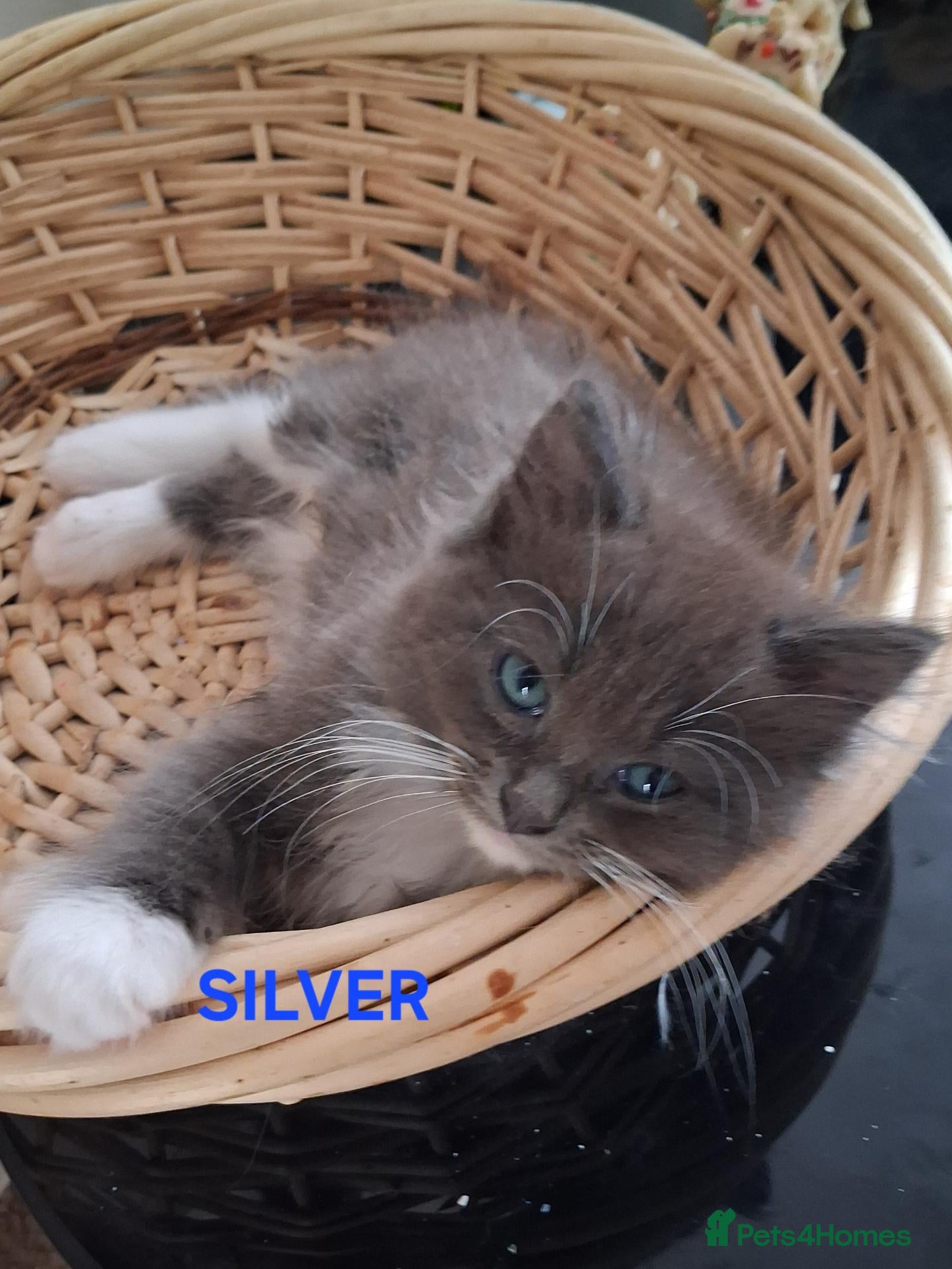Ragdoll cats CUTE RAGDOLL KITTENS  - Advert 2