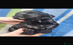 Cocker Spaniel dogs for sale: Cocker spaniels  in Beith - Image 3