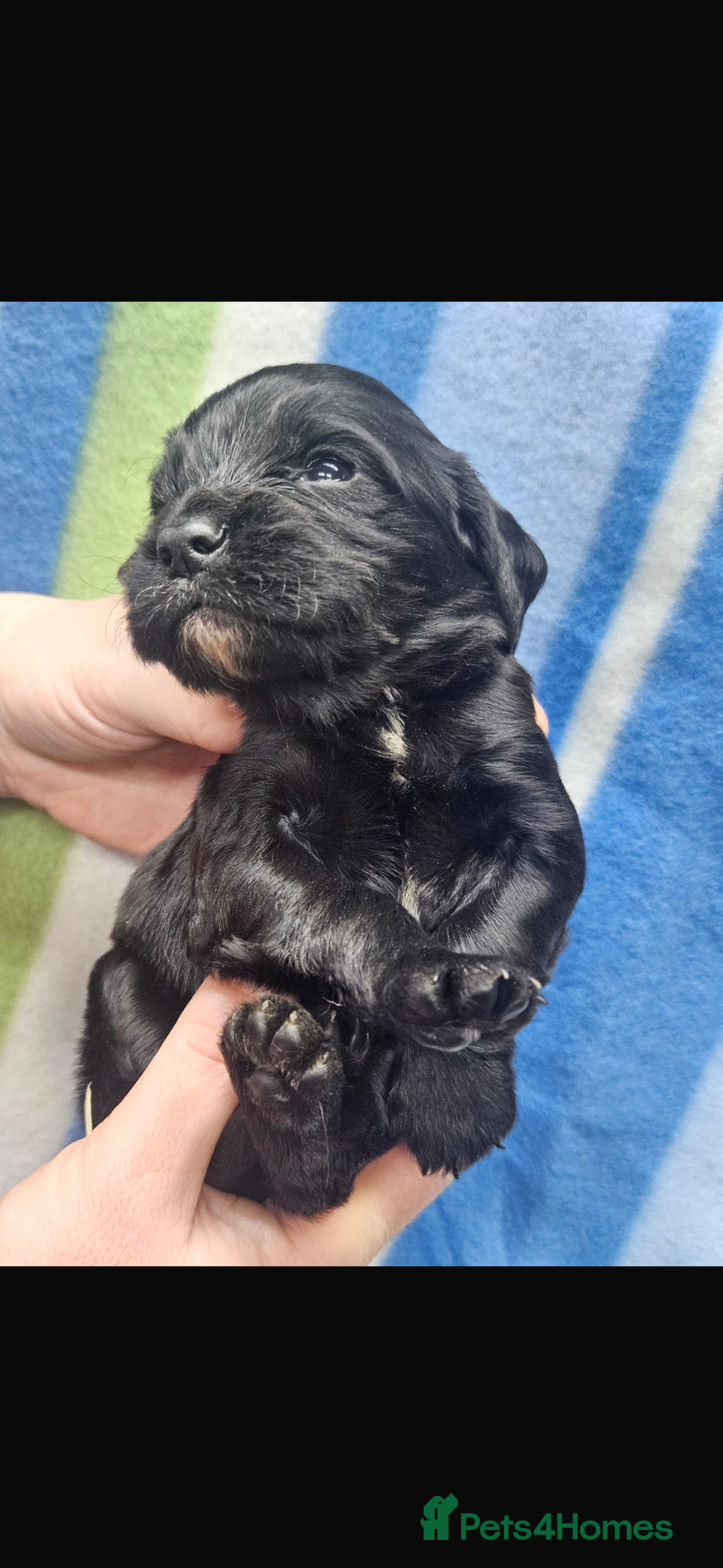 Cocker Spaniel dogs for sale: Cocker spaniels  in Beith - Image 3