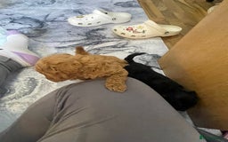 Cockapoo dogs for sale: Beautiful litter of cockapoo puppies  - Image 8