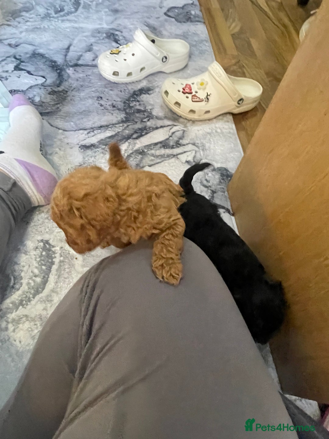 Cockapoo dogs for sale: Beautiful litter of cockapoo puppies  - Image 8