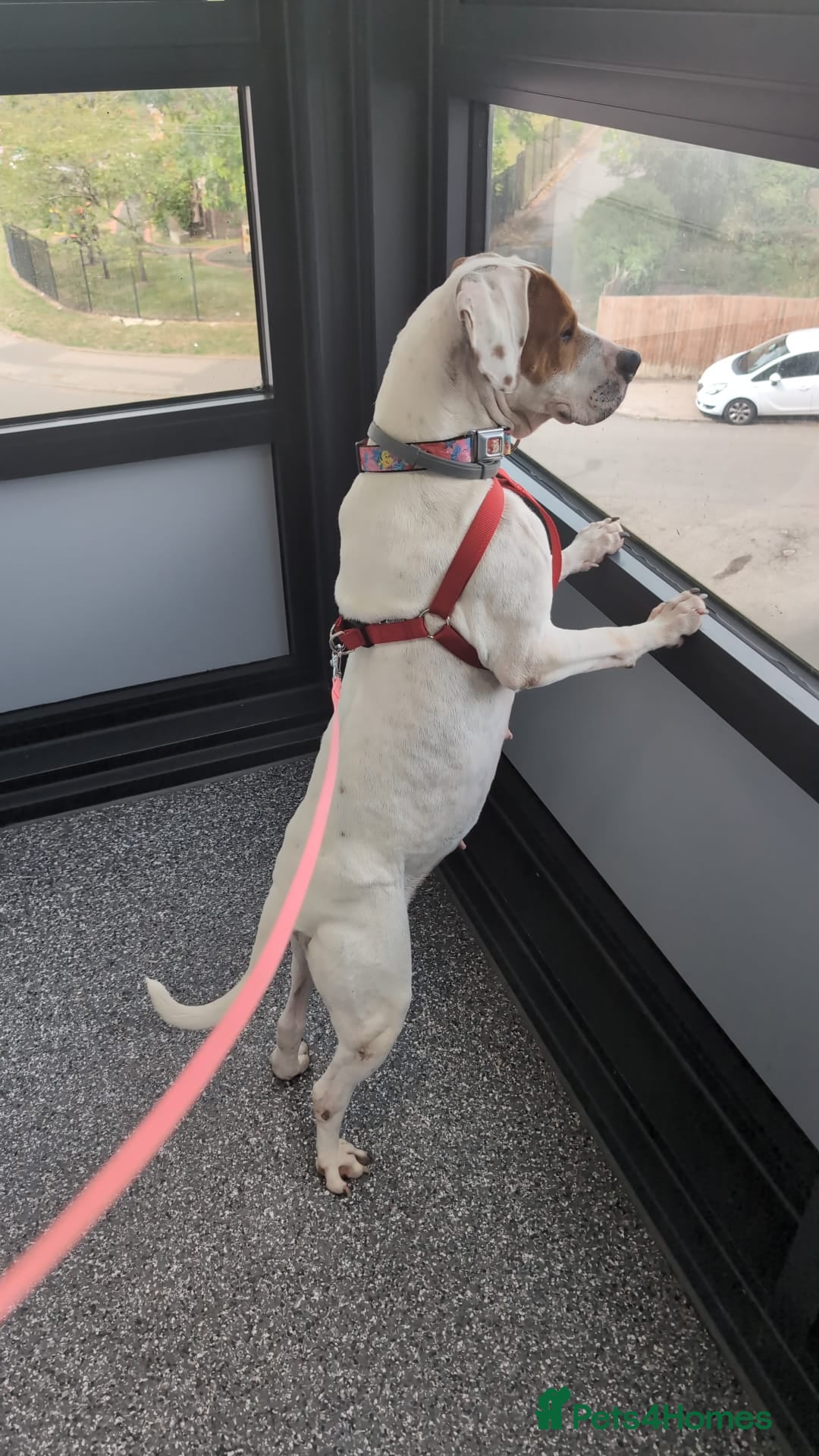 Mixed Breed dogs for adoption: Jenny , a Cyprus sweetheart ♥️  - Image 5
