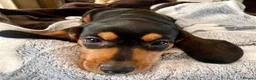 Miniature Dachshund dogs for sale: 💕 Ready Now and Reduced! Lovely Mini Doxies - Advert 15